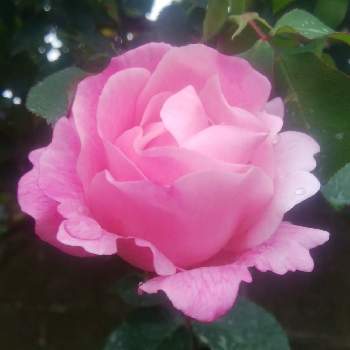 スパニッシュビューティの画像 by CCCRスキさん | エントランスと薔薇とスパニッシュビューティーとスパニッシュビューティと無修正と癒し…と春の庭とおうち園芸と植中毒としあわせ♡と薔薇 スパニッシュビューティーと花のある暮らしと薔薇♪