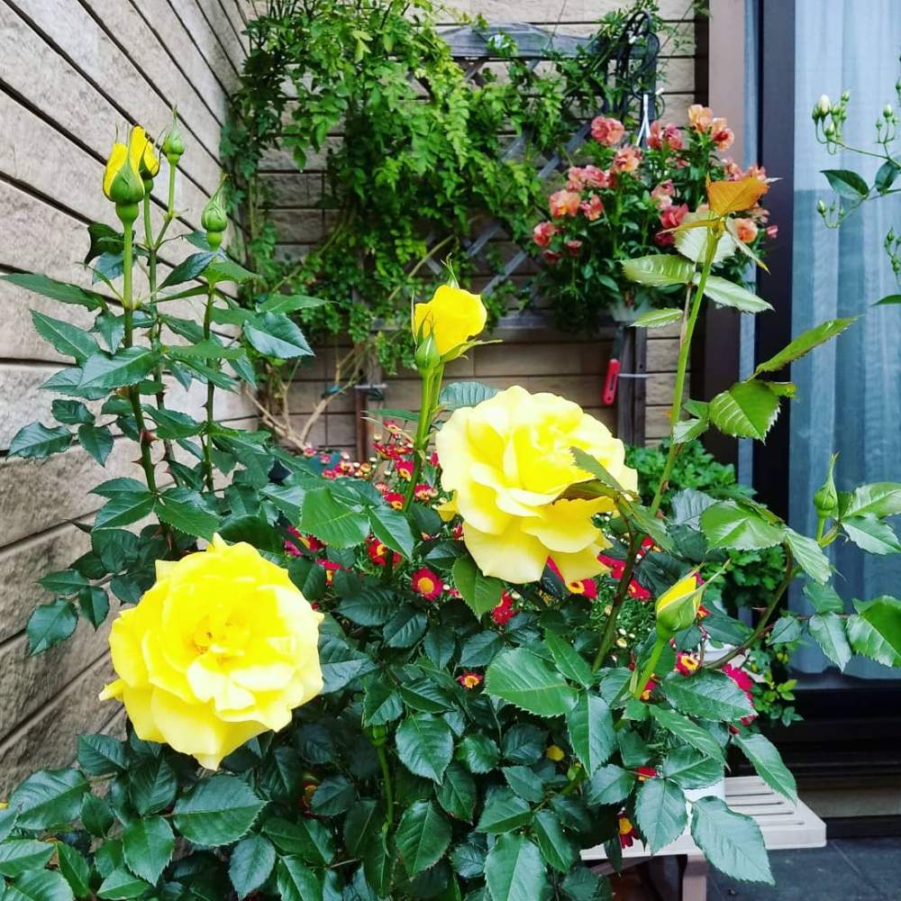 バラ フリージアの投稿画像 By のな さん 福岡とばら バラ 薔薇とマイガーデンとおうち園芸と おうち園芸 フォトコンテストとウェルカムフラワーと花のある暮らしとチーム福岡 月5月6日 Greensnap グリーンスナップ