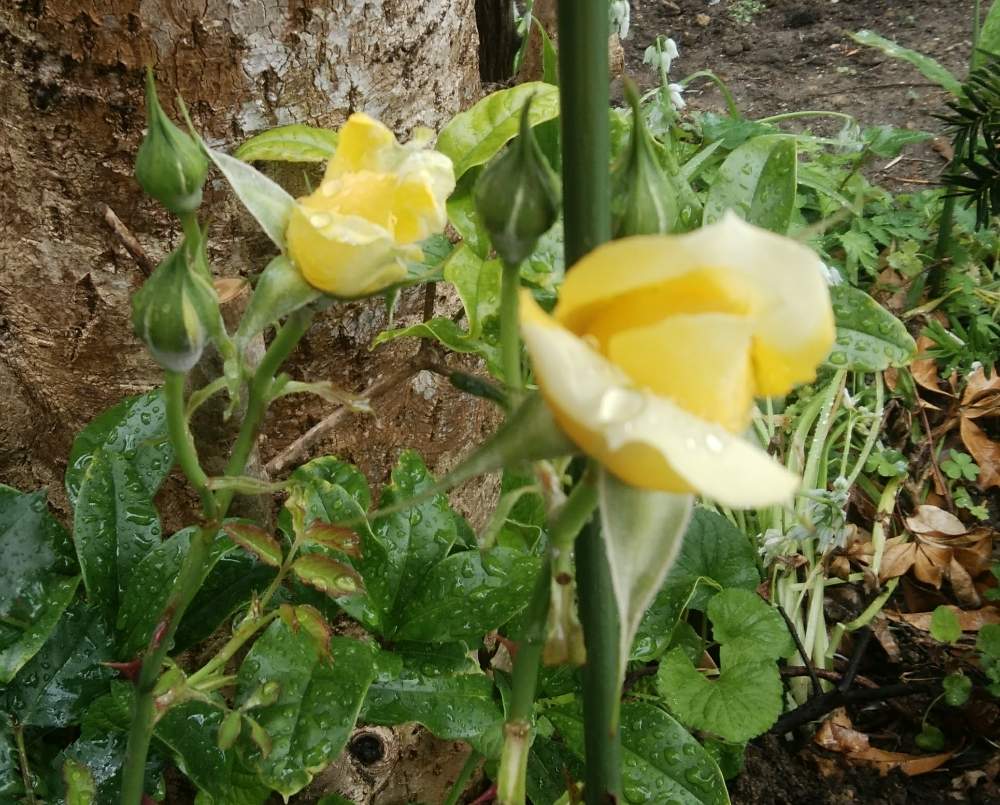 ゴールドバニーの投稿画像 By なおさん 地植えとばら バラ 薔薇と薔薇ゴールドバニー 月5月6日 Greensnap グリーンスナップ