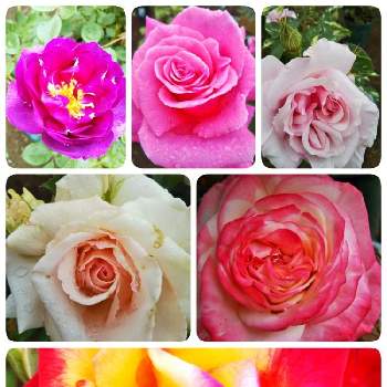 薔薇ビオレッタの投稿画像一覧 Greensnap グリーンスナップ