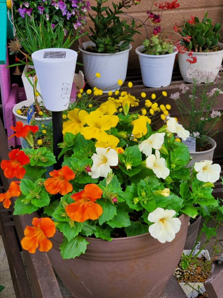 ミムラスの投稿画像 By ゆりさん きいろとオレンジの花ときいろいお花と白い花とかわいい花 月5月6日 Greensnap グリーンスナップ