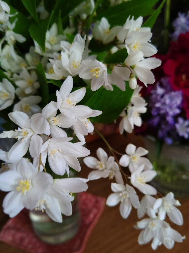 ウツギの投稿画像 By クリスさん 切り花と白い花と今日のお花と切り花と白い花と今日のお花 月5月6日 Greensnap グリーンスナップ Greensnap グリーンスナップ