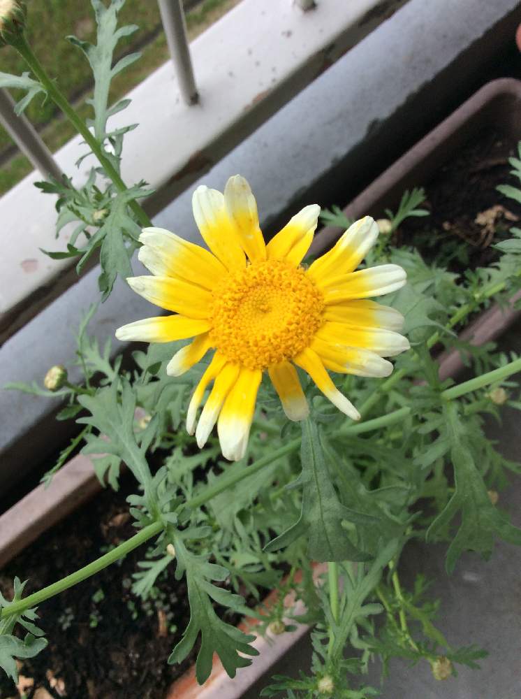 菊名の花の投稿画像 By まきさん 月5月6日 Greensnap グリーンスナップ Greensnap グリーンスナップ 菊名の花の投稿画像 By まきさん 月5月6日 Greensnap グリーンスナップ Greensnap グリーンスナップ