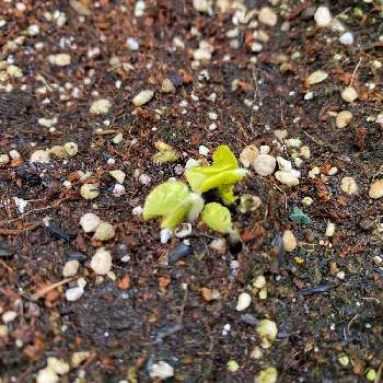 オクラの芽の投稿画像一覧 Greensnap グリーンスナップ