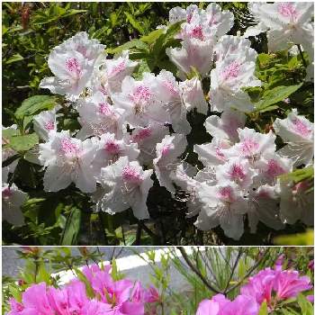 ヒラドツツジ オオムラサキ の投稿画像一覧 Greensnap グリーンスナップ