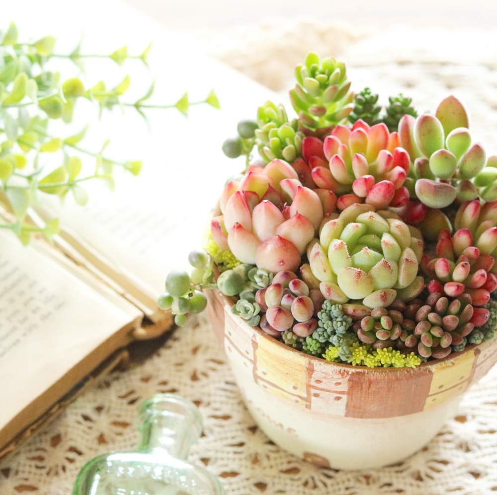多肉植物の投稿画像 By おはぎさん 癒しと多肉植物のある暮らしと癒され風景とタニラーとかわいいな とkurumiさん鉢とkurumisucclents 月5月6日 Greensnap グリーンスナップ