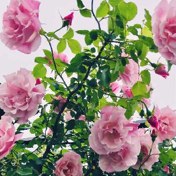 スパニッシュビューティの画像 by summerさん | 小さな庭と薔薇 スパニッシュ・ビューティと癒されると花のある暮らしとばら バラ 薔薇とおうち園芸とスパニッシュビューティ