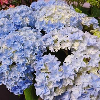 アジサイ 星てまりの投稿画像一覧 Greensnap グリーンスナップ