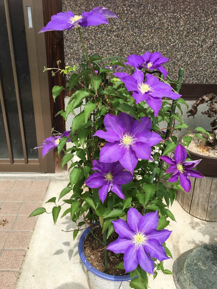 テッセン クレマチス の投稿画像 By マナホリックさん 小さな庭とありがとう と紫さんとありがとう と紫さん 月5月6日 Greensnap グリーンスナップ Greensnap グリーンスナップ