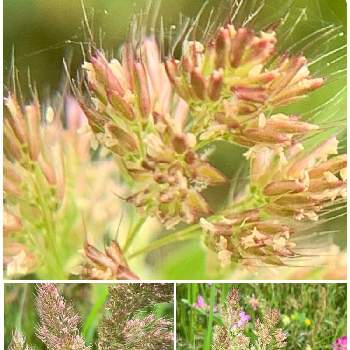 田んぼの雑草の投稿画像一覧 Greensnap グリーンスナップ