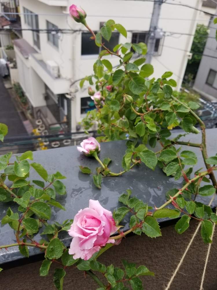 羽衣の投稿画像 By ニワバラベラバラさん ばら バラ 薔薇とピンク ピンク ピンク とピンクの花と培養土を考える倶楽部とピンク ピンクとおうち園芸と バラ 鉢植えと花ちゃん培養土と鉢ロザリアンとピンクと花のある暮らしと薔薇 とばら 薔薇 バラとバラ ミニバラ