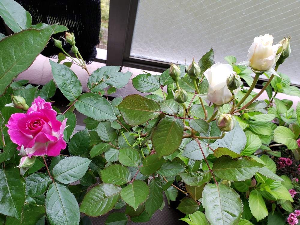 バラ シェエラザードの投稿画像 By みいちさん バラ シューラネージュと花のある暮らしとばら バラ 薔薇とおうち園芸 月5月6日 Greensnap グリーンスナップ