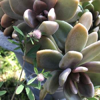 ピンクのふわふわの投稿画像一覧 Greensnap グリーンスナップ