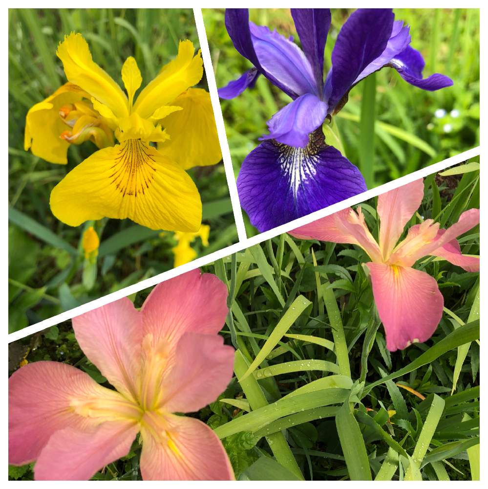 アヤメの投稿画像 By ダンボ サリー シンバさん 黄菖蒲 キショウブ とルイジアナアイリスとバラと夢clubとコロナウイルスの終息を願う と医療 介護の皆様に感謝 月5月6日 Greensnap グリーンスナップ