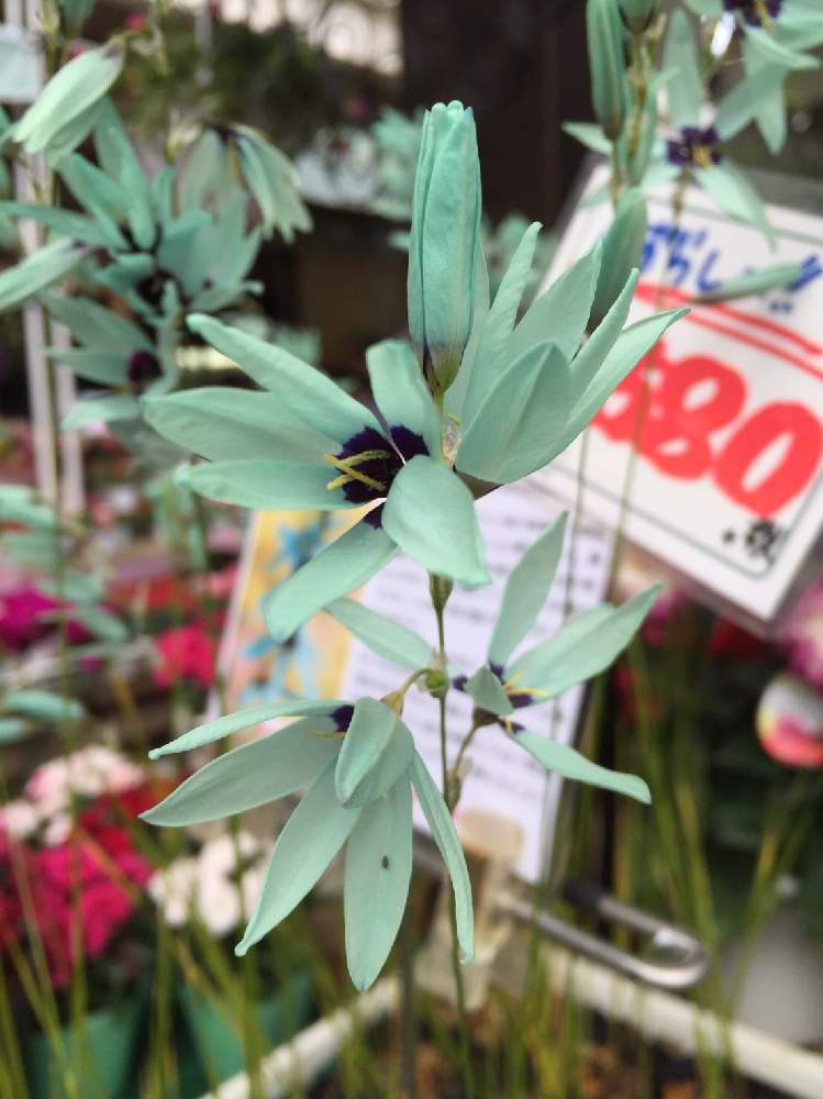 イキシア アクアマリンの投稿画像 By あみちゃんさん 月5月6日 Greensnap グリーンスナップ Greensnap グリーンスナップ イキシア アクアマリンの投稿画像 By あみちゃんさん 月5月6日 Greensnap グリーンスナップ Greensnap グリーンスナップ