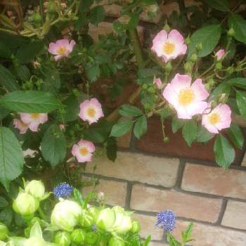 ライラックの花の画像 by Na-Rotanさん | 小さな庭とかわいい花とバラ・ミニバラとライラックの花とおうち園芸