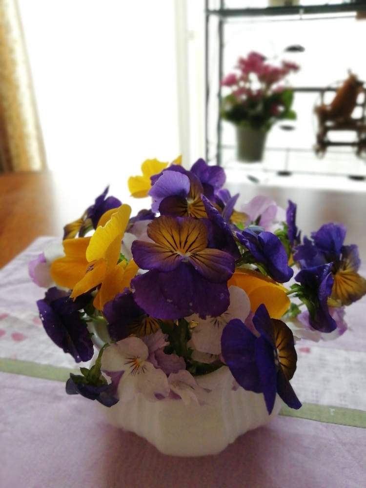 パンジー ビオラの投稿画像 By レンタラネコさん 部屋と切り花と庭の花と卓上花とお花とグリーンのある暮らしと切り花と庭の花と卓上花とお花とグリーンのある暮らし 月5月6日 Greensnap グリーンスナップ Greensnap グリーンスナップ