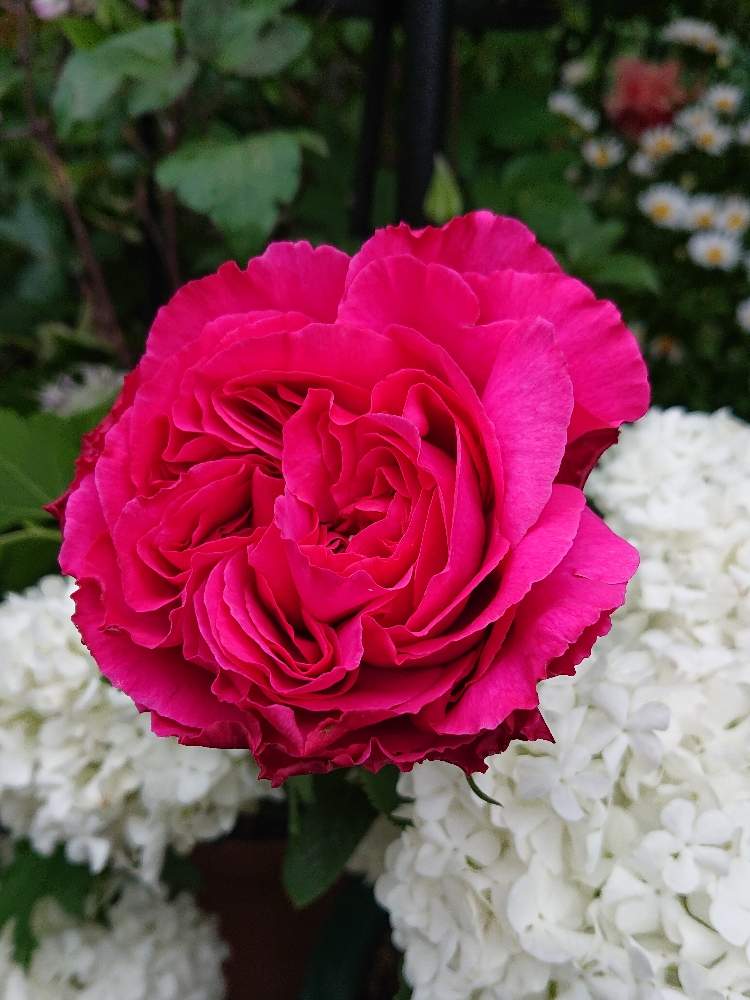 切り薔薇品種の投稿画像 By ｙｕｍｉｋｏさん いい香り と薔薇愛同盟と花が好き とかわいい とブルジョア バラと大好きとおうち園芸と植中毒と花のある暮らし 月5月6日 Greensnap グリーンスナップ