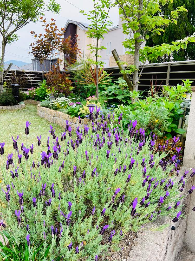 シマトネリコの投稿画像 By Mikaさん ハナミズキとハナミズキとフレンチラベンダーとスモークツリー グレイスとあれやこれやとありがとう と陽当たり良好と手作りの庭と春のガーデニングとお気に入り と癒されるとお花が好き とフレンチ ラベンダーと花のある