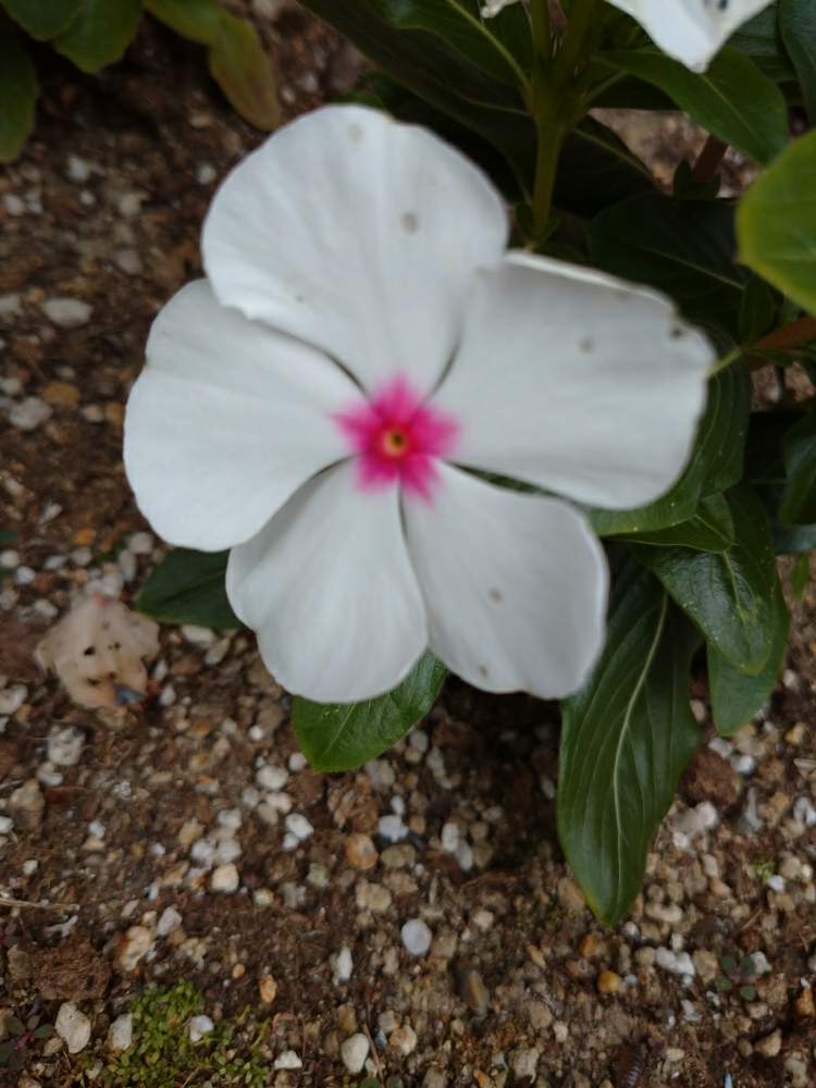 ニチニチソウの投稿画像 By じゃがまるさん 月5月6日 Greensnap グリーンスナップ