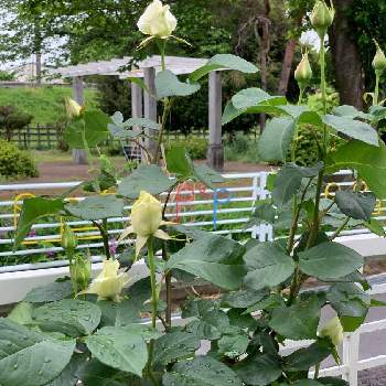 バラ パスカリの画像 by はまゆうさん | 小さな庭と白薔薇（大輪）とバラ パスカリと春の庭と家の庭とおうち園芸