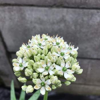 思ってたんと違うの投稿画像一覧 Greensnap グリーンスナップ