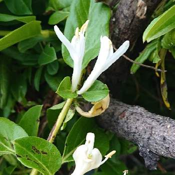 スイカズラ(ハニーサックル)の画像 by さかいさん | 広い庭とスイカズラ(ハニーサックル)と白い花