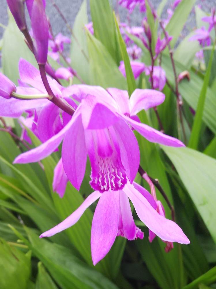 シランの投稿画像 By にゃうきちさん 月5月6日 Greensnap グリーンスナップ