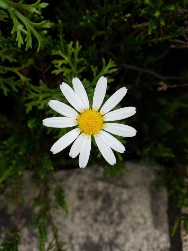 きよチャラさんの投稿画像 月5月6日 Greensnap グリーンスナップ