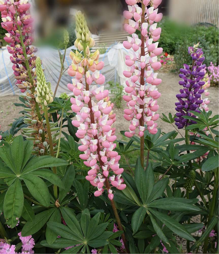 ルピナスの投稿画像 By ヒトクンさん 福岡県と花言葉は 想像力 と福岡県朝倉郡筑前町と花言葉は あなたは私の安らぎ と別名のぼりふじと5月の花と花言葉 は いつも幸せ 月5月6日 Greensnap グリーンスナップ