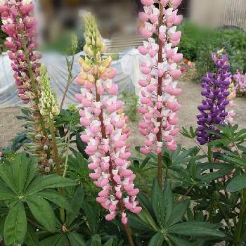 花言葉は いつも幸せ の投稿画像一覧 Greensnap グリーンスナップ 花言葉は いつも幸せ の投稿画像一覧 Greensnap グリーンスナップ