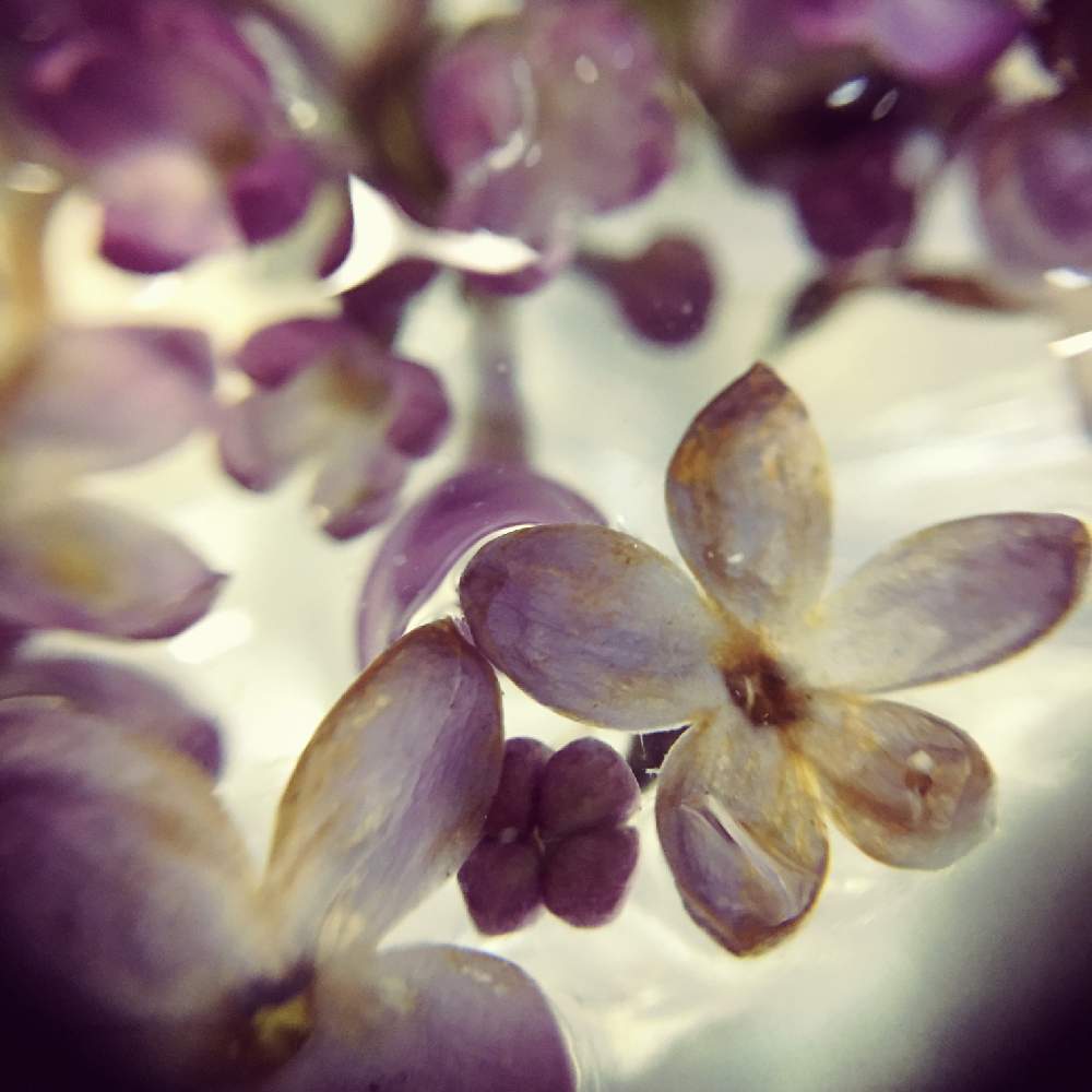 ライラックの投稿画像 By みゅんさん 切り花とガラスベースと青山フラワーマーケットとテーブルグリーンとインテリアと切り花とガラスベースと青山フラワーマーケットとテーブルグリーン 月5月6日 Greensnap グリーンスナップ Greensnap グリーンスナップ