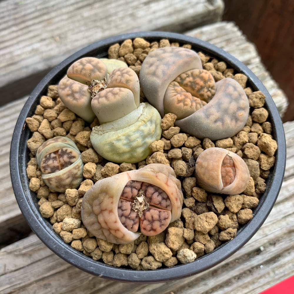 リトープスの投稿画像 By えりささん リトープス初心者 月5月6日 Greensnap グリーンスナップ