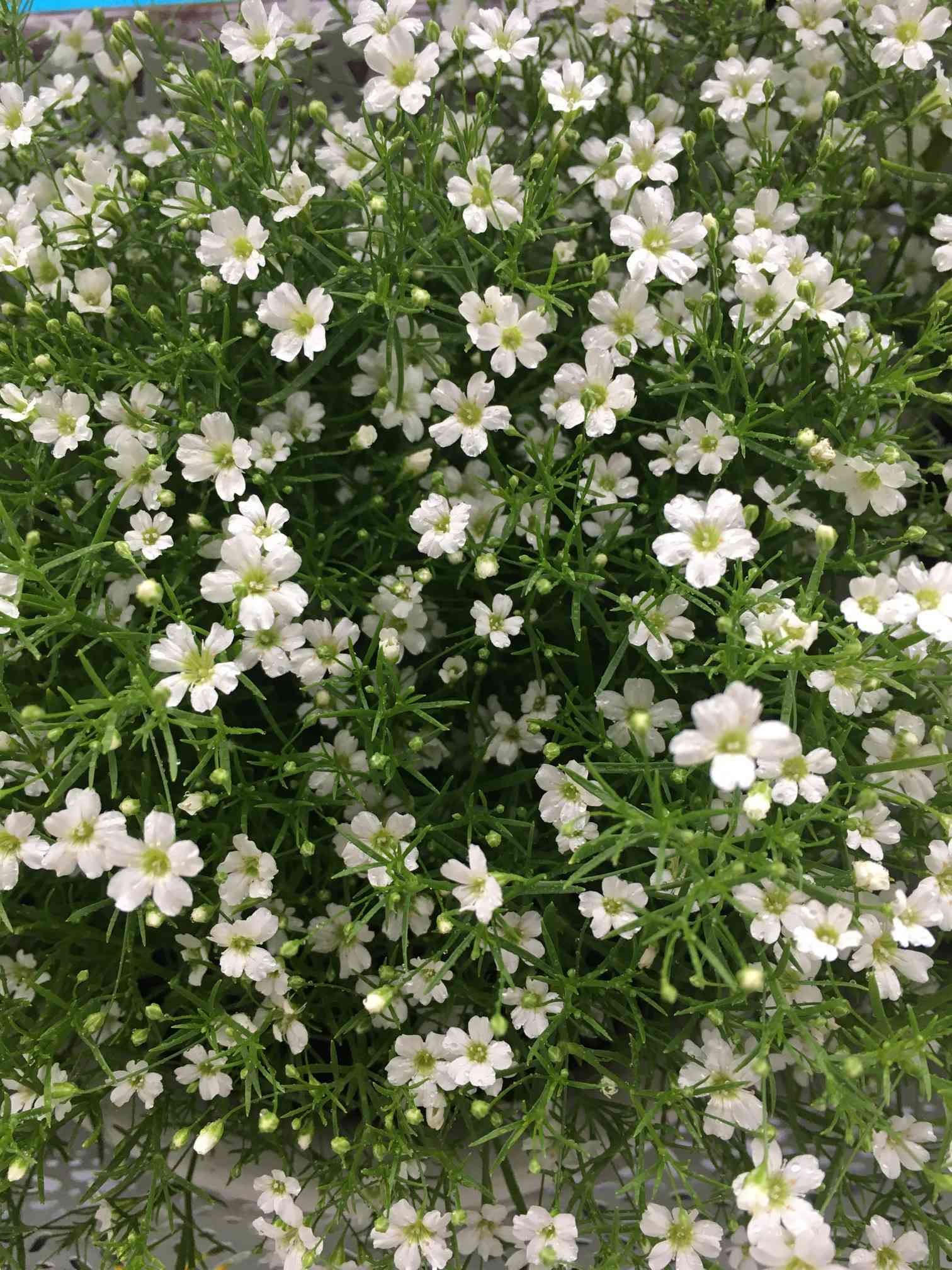 かすみ草成長記｜🍀GreenSnap（グリーンスナップ）