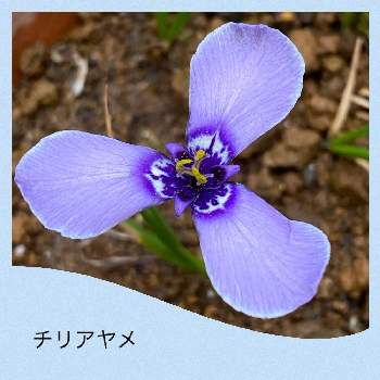 チリアヤメの花の画像 by hanaさん | 小さな庭とHTCとチリアヤメの花とたにおたくらぶ NO１５６とおうち園芸