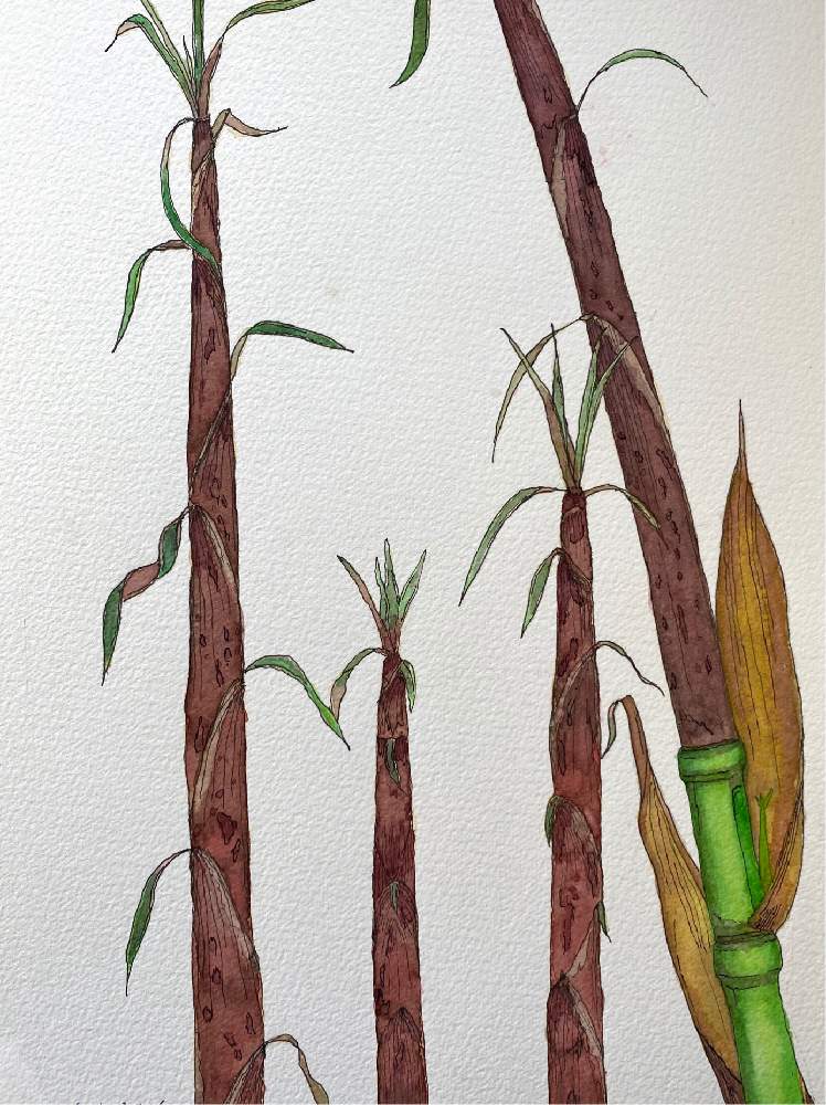 ホテイチクの投稿画像 By Kapponさん タケノコ ホテイチク と水彩画と植物画 月5月6日 Greensnap グリーンスナップ