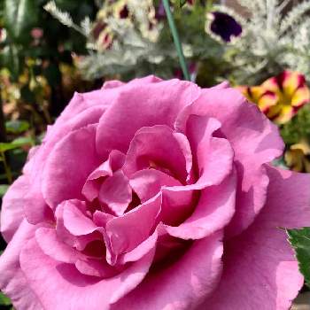 薔薇  ショッキングブルーの画像 by mutsuchiyanさん | 小さな庭と薔薇  ショッキングブルーと挿し木　薔薇とパワーとグリーンのある暮らしと癒しと愛しいとありがとうと美しいと超大輪と楽しみとGreenSnapmarcheと休日のひと時と香りと可愛いと小さな小さな庭と花のある暮らしとGREEN UP!