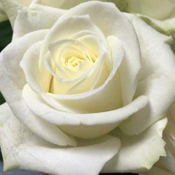 バラ アバランシェの投稿画像一覧 Greensnap グリーンスナップ