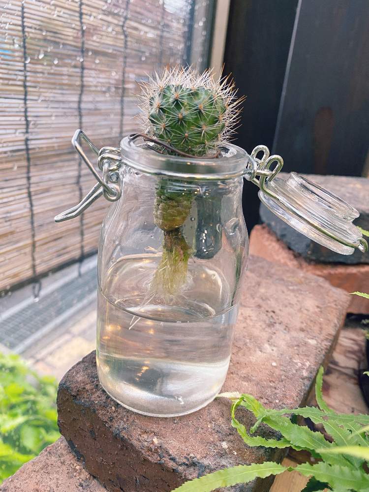 サボテンの投稿画像 By セイヤさん サボテンの水耕栽培とサボテン科とサボテン水栽培 月5月6日 Greensnap グリーンスナップ