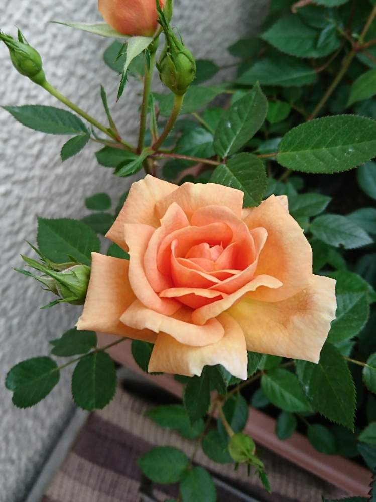 ミニバラの投稿画像 By 園芸部員さん ミニバラ モカフェローズとばら バラ 薔薇と今日の一枚と今日の花と鉢植えとモカフェローズとバラ ミニバラとばら バラ 薔薇と今日の一枚と今日の花と鉢植えとモカフェローズとバラ ミニバラ 月5月6日 Greensnap