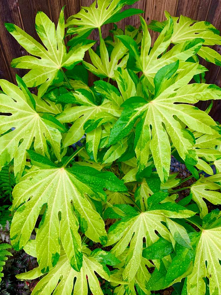 10 Off ヤツデ 斑入りヤツデ 叢雲錦 ムラクモニシキ 大苗 植物 観葉植物 Sooke Pocketnews Ca