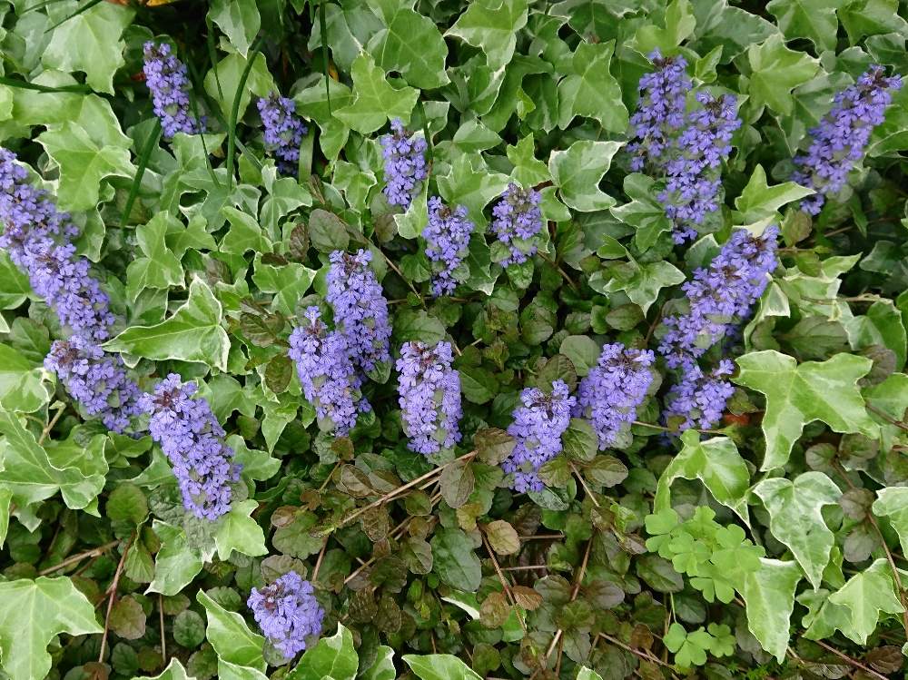 アジュガの投稿画像 By みくさん じゅうにひとえ 十二単 と花のある暮らしとおうち園芸 月5月6日 Greensnap グリーンスナップ
