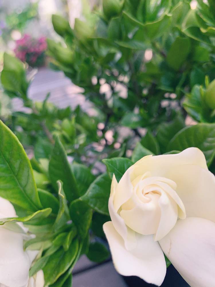 クチナシの投稿画像 By Junさん くちなしと春のお花とまつお園芸とまだまだ咲くよと春の庭とおうち園芸と花のある暮らしと白い花と良い香り 月5月6日 Greensnap グリーンスナップ