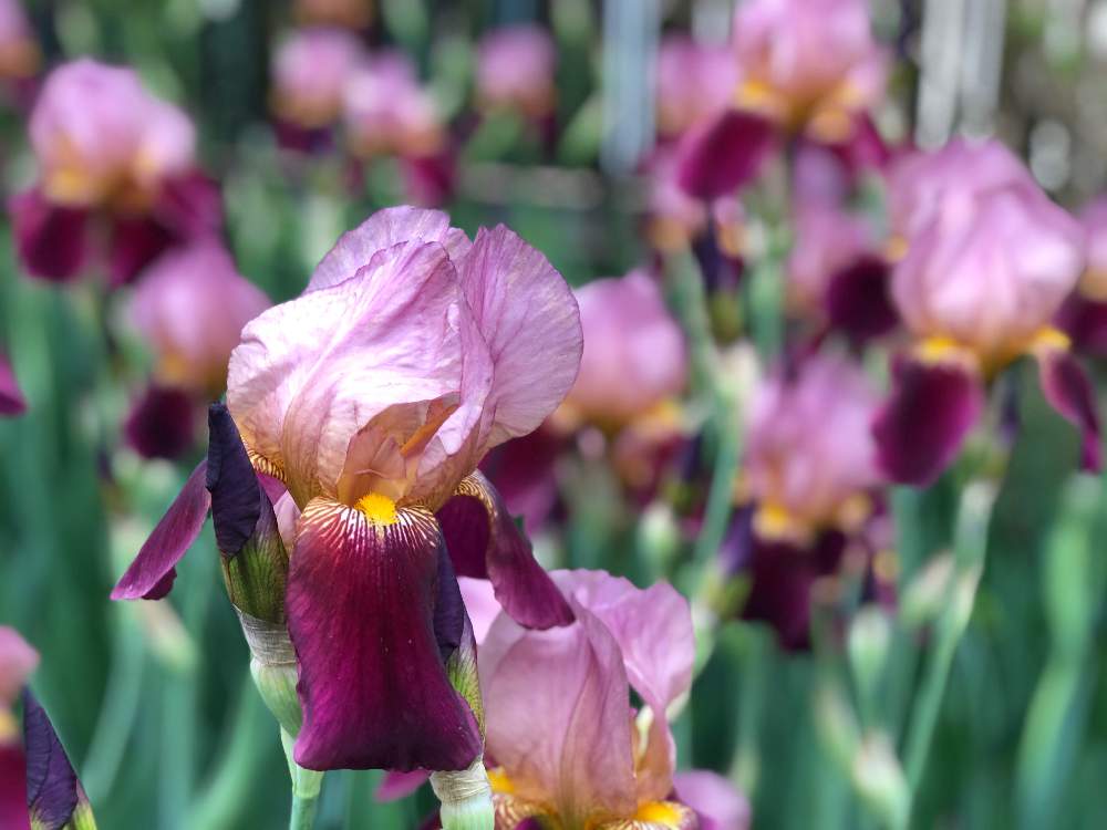 地植えジャーマンアイリスが咲くまでの記録です Greensnap グリーンスナップ