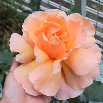 バラ ジャストジョーイの画像 by rigolaさん | 小さな庭とバラ ジャストジョーイとガーデニングと四季咲きとバラ・ミニバラとオレンジ色の花と花のある暮らしとばら バラ 薔薇
