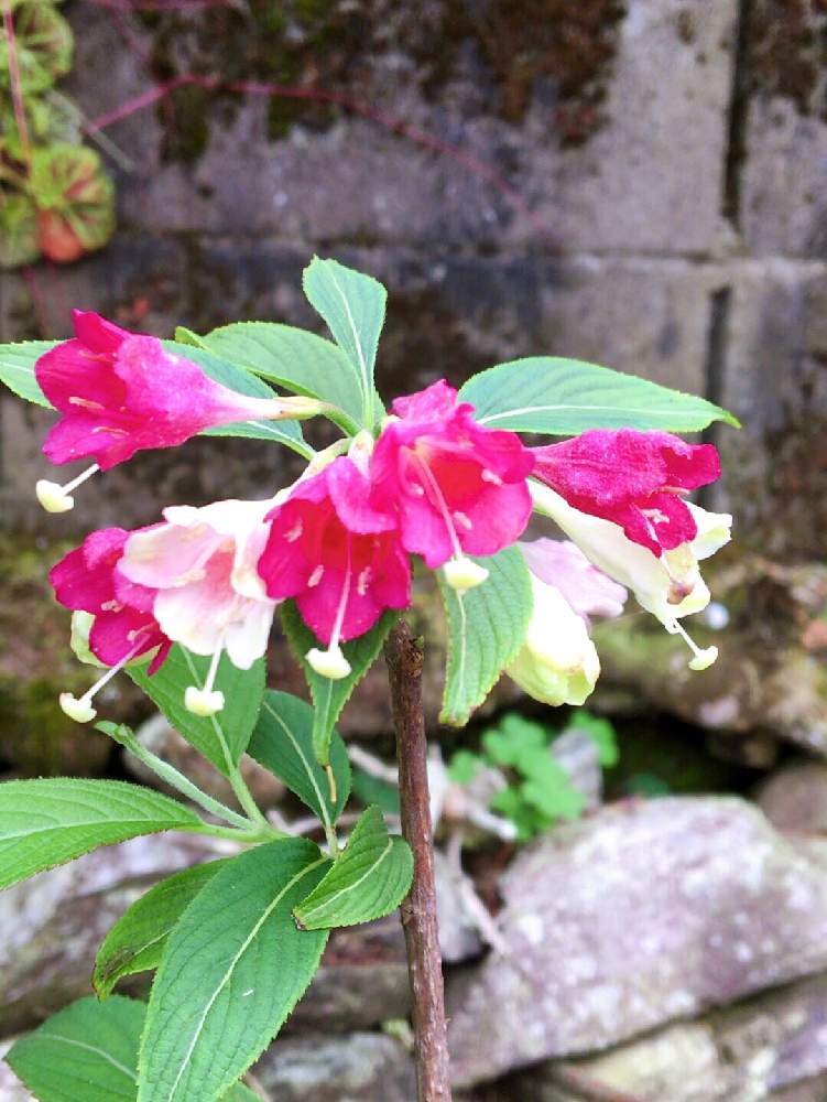 ウツギの投稿画像 By なおっちさん ピンクの花と花のある暮らしとウツギ 月5月6日 Greensnap グリーンスナップ