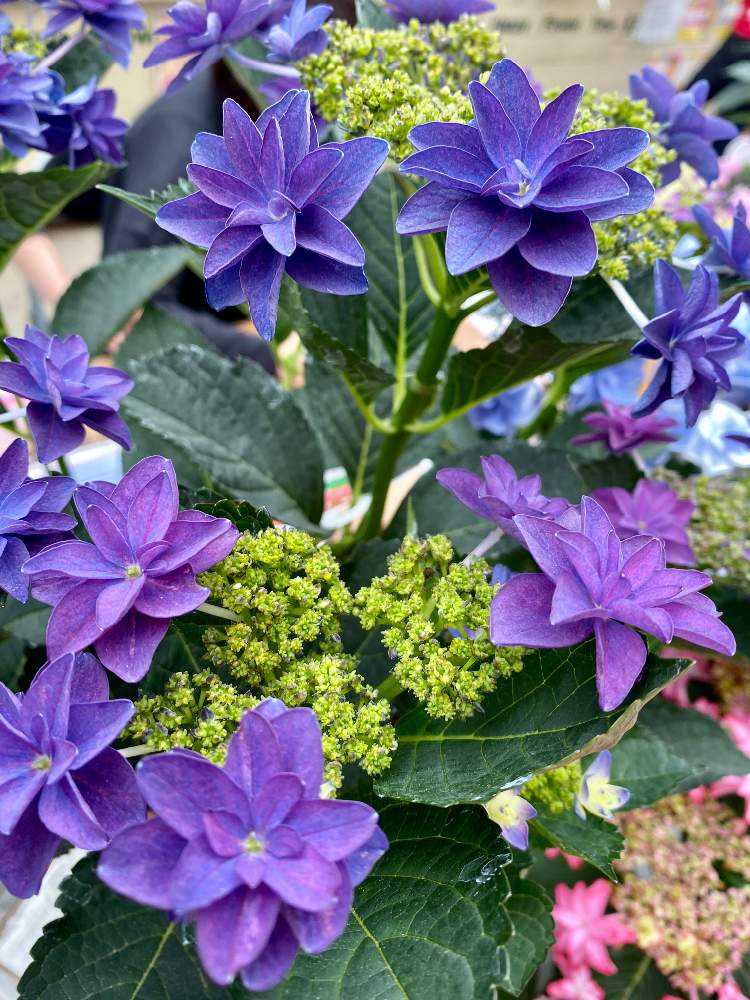 2020年 5月6日 シマムラ園芸に行って見た。｜🍀GreenSnap
