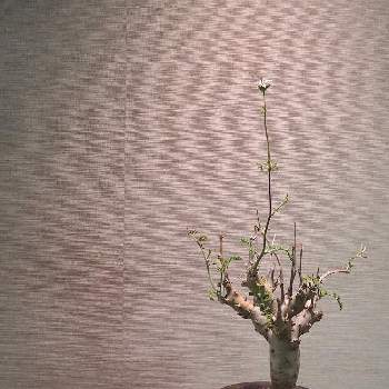 ペラルゴニウム カルノーサムの画像 by CHIiさん | ペラルゴニウム カルノーサムと開花中と輸入株とコーデックスと多肉女子と多肉植物とサボテンと珍奇植物