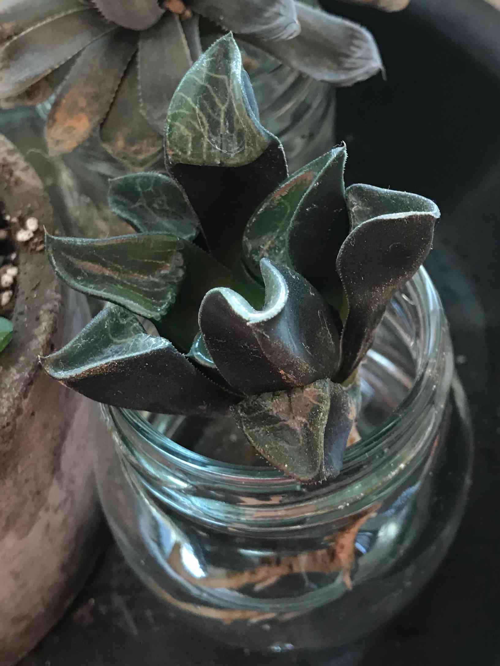 ハオルチア コレクタ復活目指して｜🍀GreenSnap（グリーンスナップ）