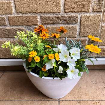 黄色の寄せ植えの投稿画像一覧 Greensnap グリーンスナップ